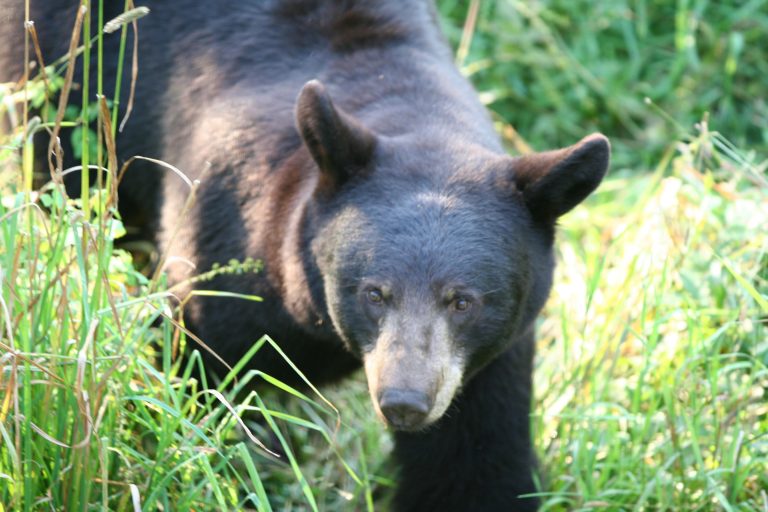 Bernie Barringer’s Minnesota Bear Hunting | Quality bear hunting in ...